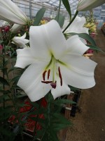 [5195 Agostini VH No02.JPG]